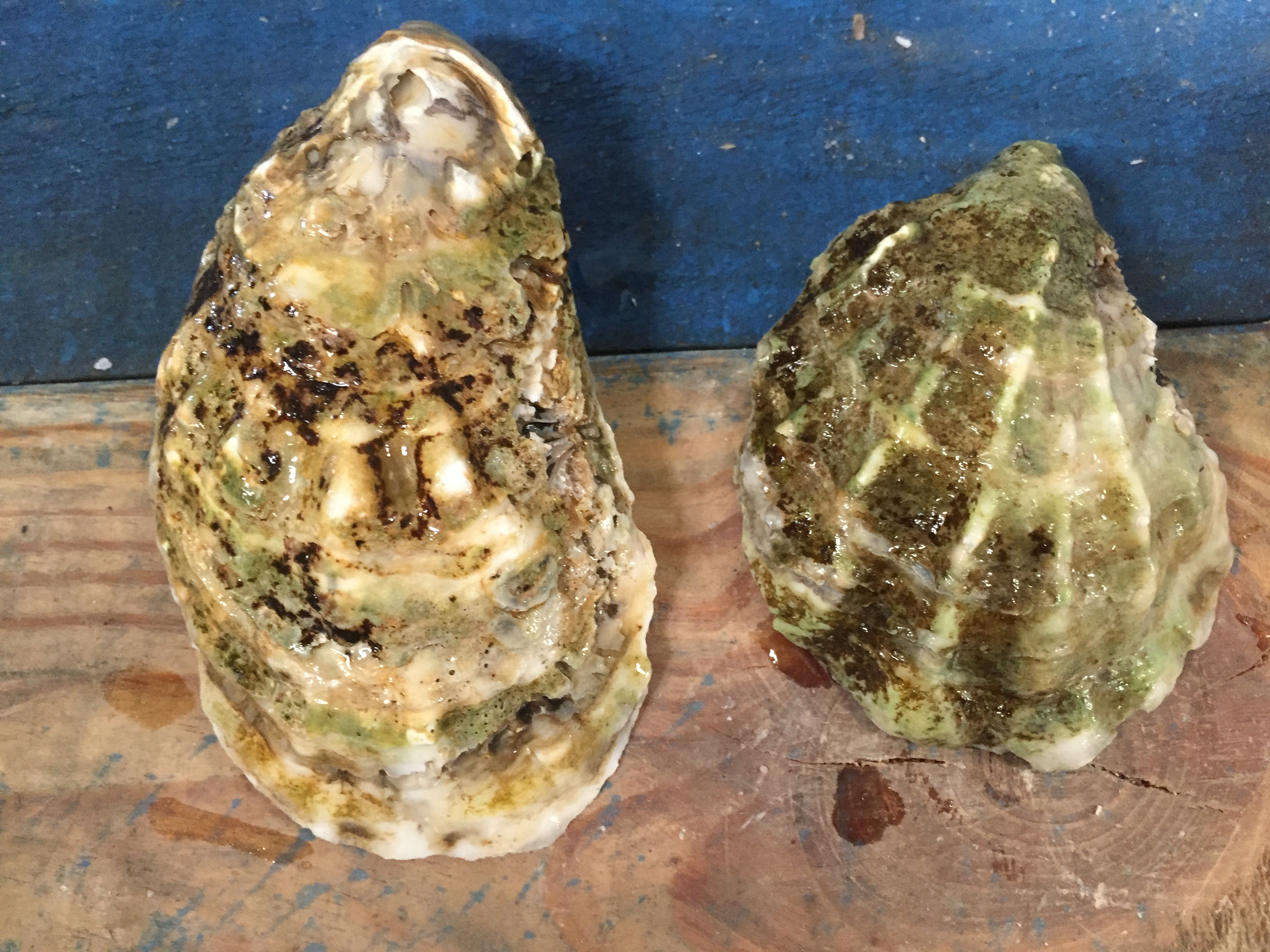 Atlantic Oysters